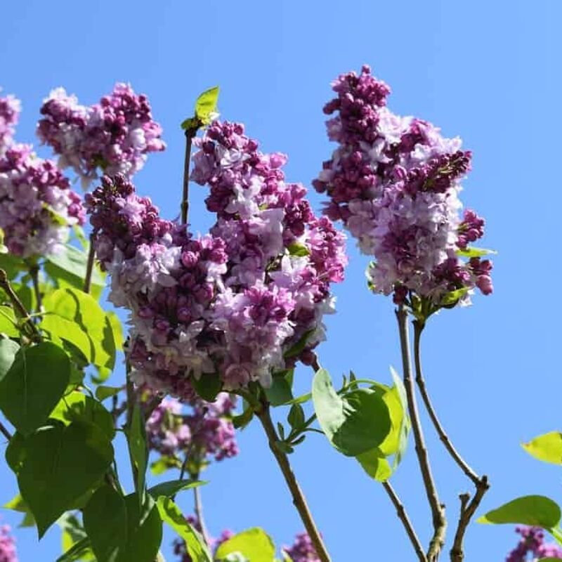 Syringa vulgaris 'Katherine Havemeyer' 60-80 cm